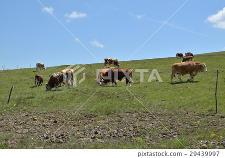 图库照片: herd of grazing cows on meadow