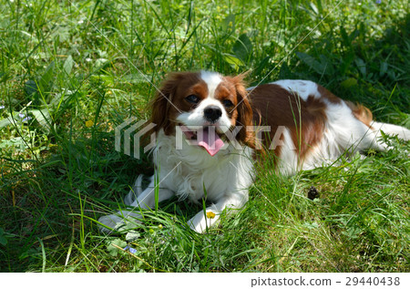 图库照片 dog cavalier king charles spaniel after run