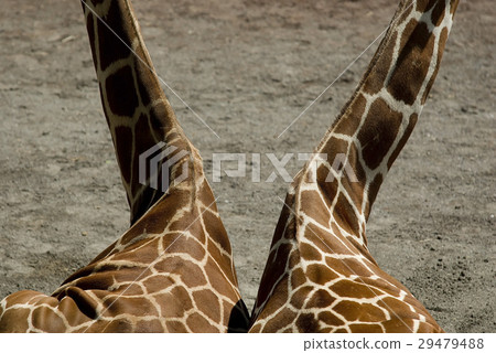 图库照片: giraffe, animal, skin, long neck