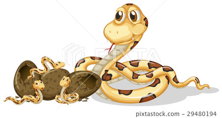 插图素材: rattle snakes hatching eggs