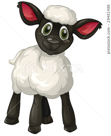 插图素材: little lamb on white background