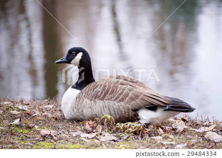 图库照片: canada goose bird