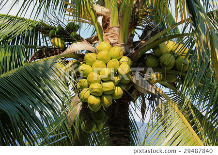 图库照片: coconut cluster on coconut tree