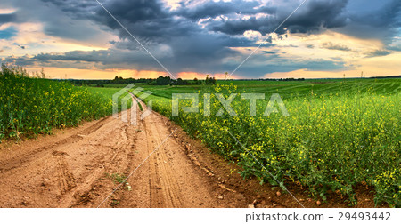 图库照片: dirt road in green colza fields. spring rain storm