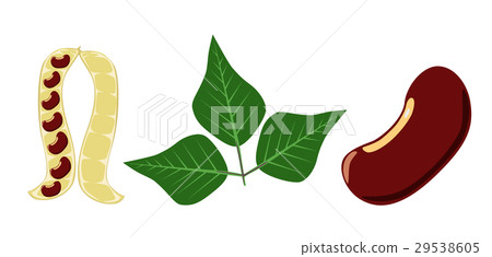 插图素材: red beans pea pod and red bean leaf on white