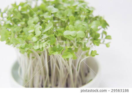 图库照片 西兰花芽