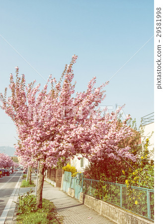 图库照片: flowering sakura tree in the street, photo filter
