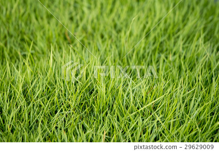 图库照片: closed up of green grass field background