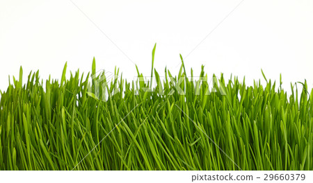 图库照片: spring green grass close up low angle over white