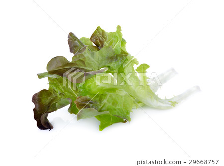 图库照片: fresh lettuce or red oakleaf on white background