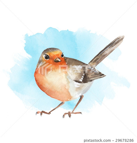 图库插图: watercolor bird robin. colorful illustration