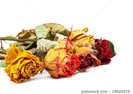 图库照片: dry flowers rose isolated on white background