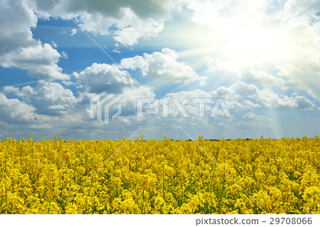 图库照片 yellow flower field with sun spring landscape