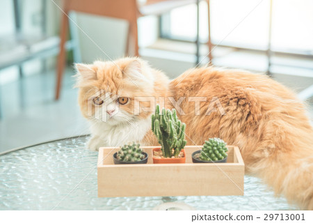 图库照片: cute persia cat on the table