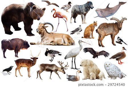 图库照片: european animals isolated