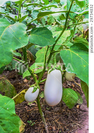 图库照片: white eggplant on a bed