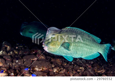 图库照片: bumphead parrotfish close up portrait underwater