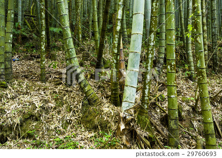 图库照片: bamboo forest, natural background