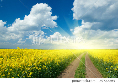 照片素材(图片): road in yellow flower field, beautiful landscape