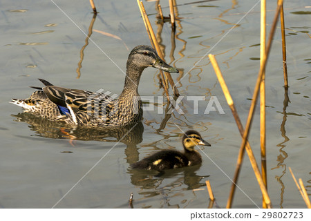 图库照片: female mallard duck with duckling