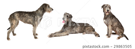 图库照片: irish wolfhound dog over white