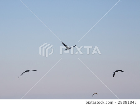 图库照片: four birds flying over the sea in the background