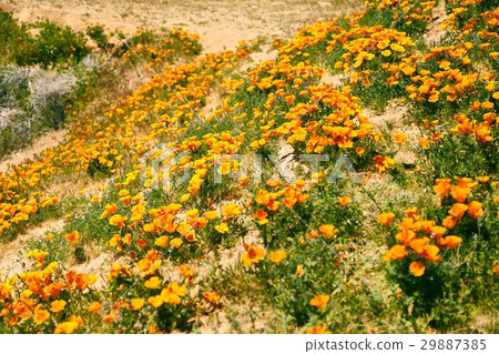 图库照片: fields of california poppy during peak blooming