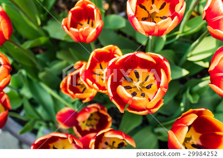 图库照片: top view of tulips flower green leaf background