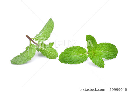 图库照片 fresh mint leaf isolated on white background