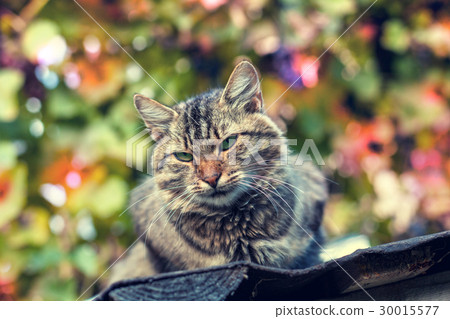 图库照片: portrait of siberian cat outdoor in summer