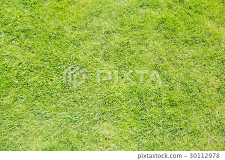 图库照片: green grass texture from a field