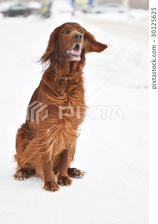 图库照片: hunting dog on walk