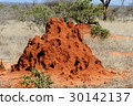 图库照片: termite mound in outback australia