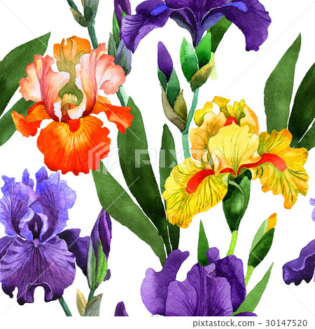 插图素材: wildflower iris flower pattern in a watercolor