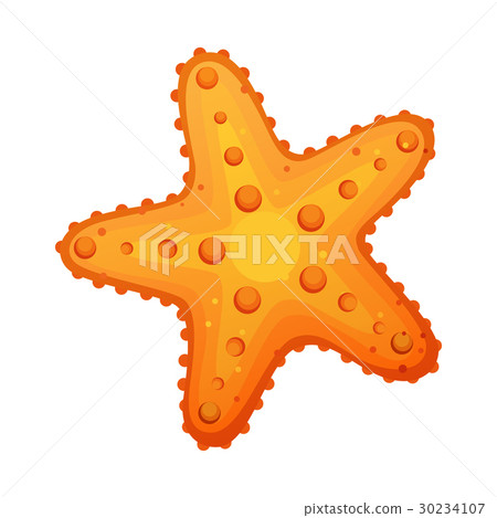 插图素材: starfish, sea star and shell. colorful cartoon