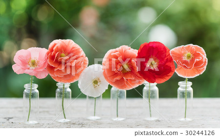图库照片 poppy flowers