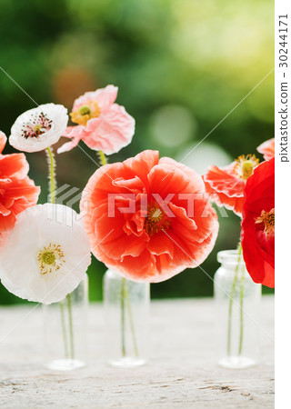 图库照片 poppy flowers