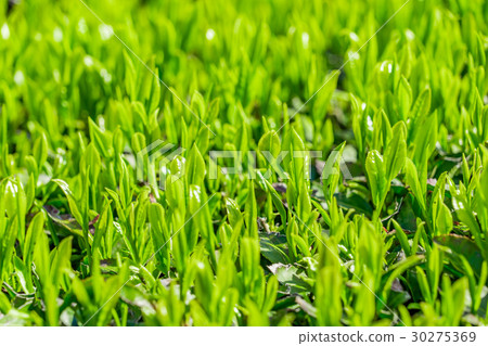 照片素材(图片 茶园 茶 萌芽