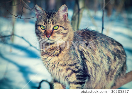 图库照片: siberian cat walking in the snow