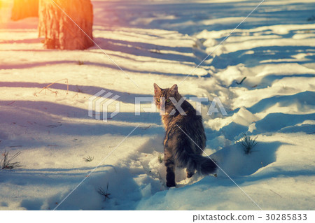 图库照片: siberian cat walking in the snow