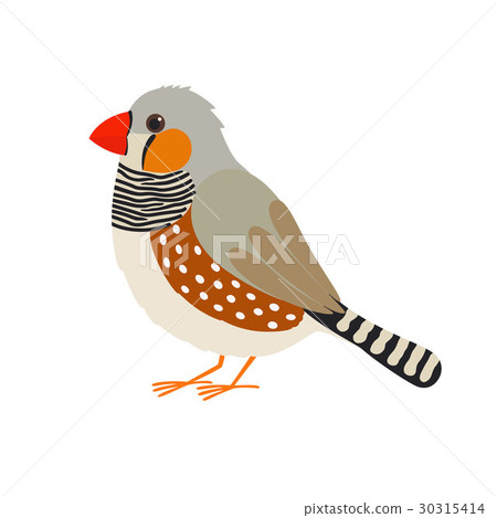 插图素材: australian zebra finch. vector bird.