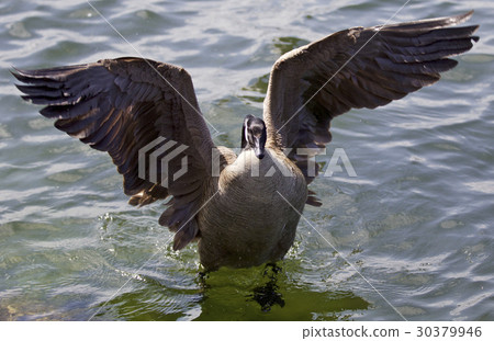 图库照片: beautiful picture of a canada goose opened wings