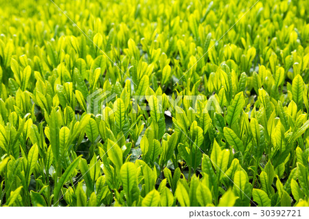 图库照片 茶园 茶叶 萌芽