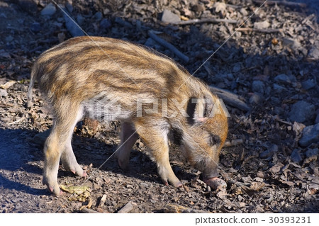 图库照片: animal - wild boar in the wild.