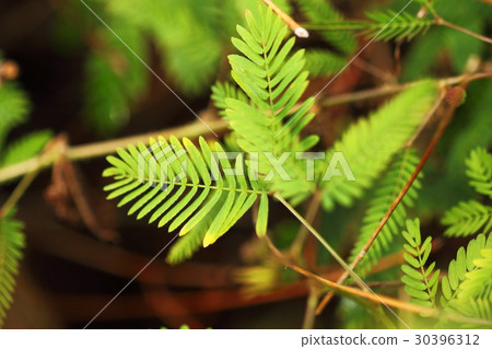 图库照片: 含羞草 植物 植物学