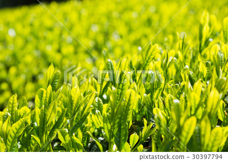 图库照片: 日本茶叶茶叶新芽茶