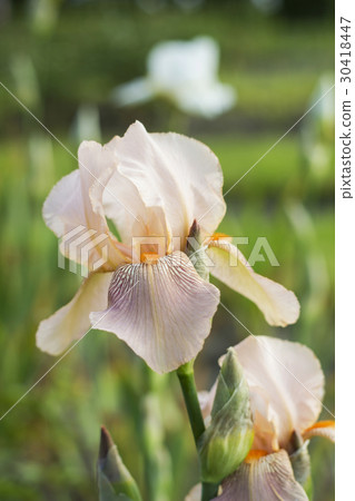 图库照片: iris flower with light pink petals