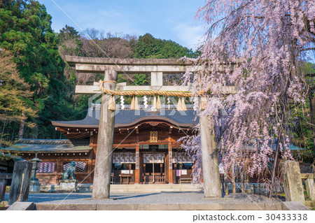 图库照片: 京都大石神社大石樱