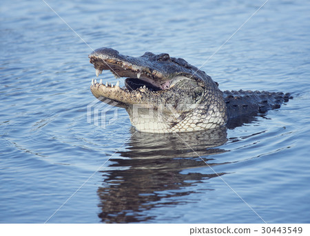 图库照片: large alligator with a fish