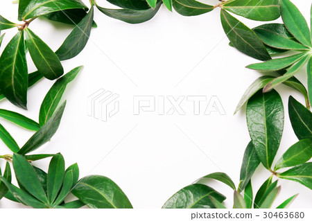 图库照片: frame of green leaves.